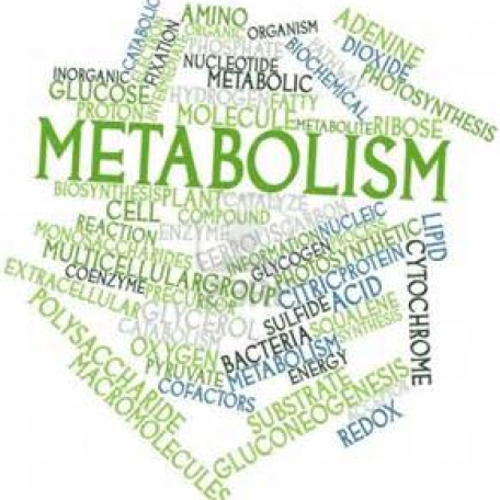 Variations in metabolism and body composition estimates throughout a day. - 2